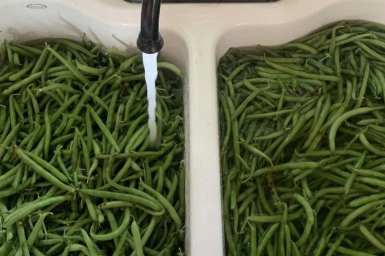 Canning Fresh Green Beans