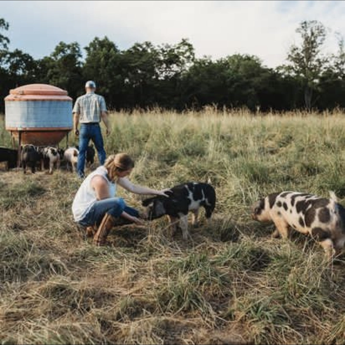 Guide to Raise Forest Fed Pork - The Way Nature Intended