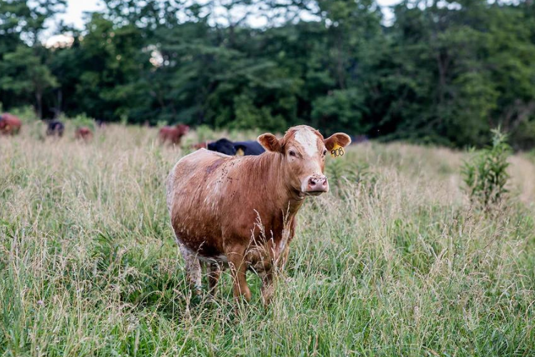 Raising Grass-Fed Beef in Southern Ohio