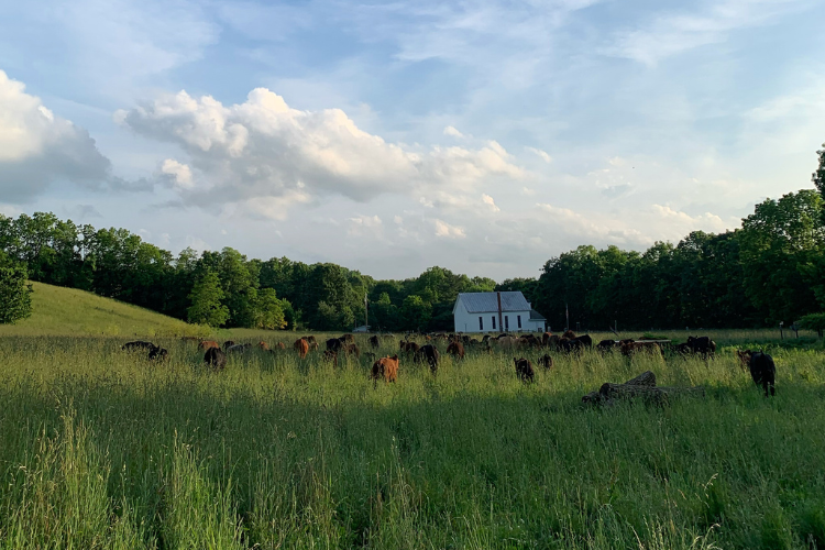 Why Do Beef Tastes Differ?
