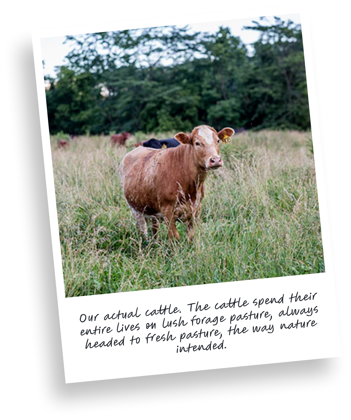 Beef_Practices.png