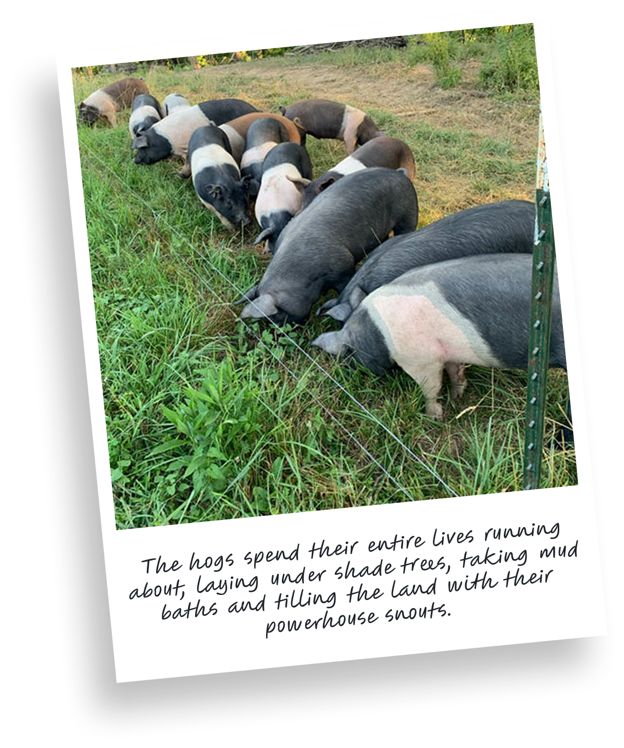 Pork_Practices.png