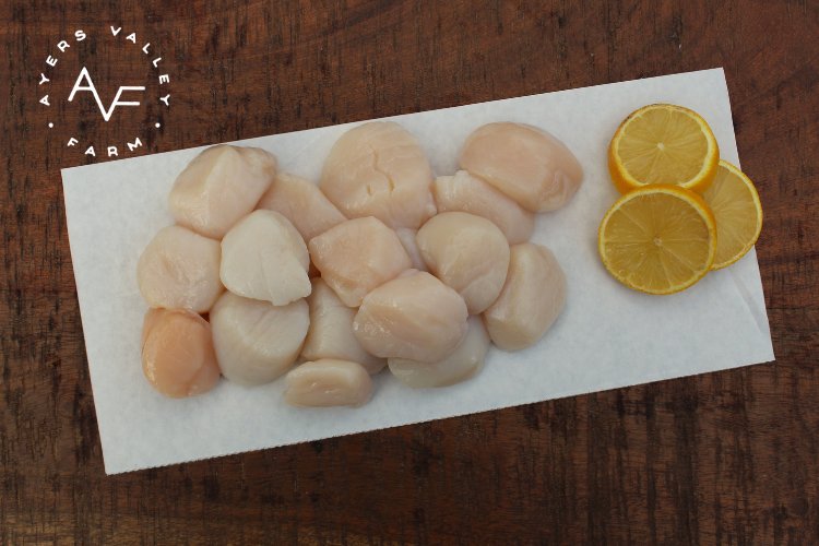 Ayers Valley Farm - Wild Caught Scallops - 16 oz bag | 10-15 count / bag (RAW)